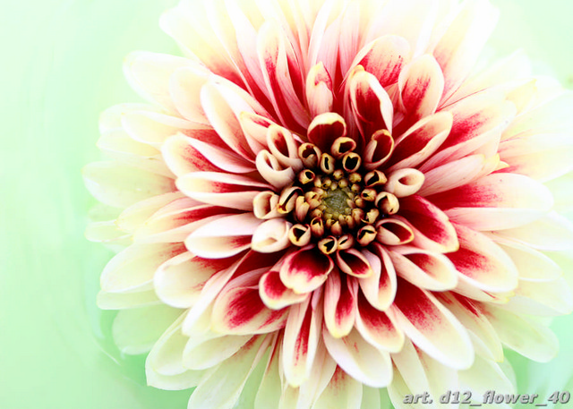 d12_flower_40