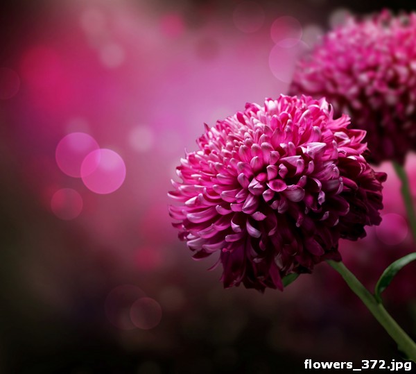 flowers_372