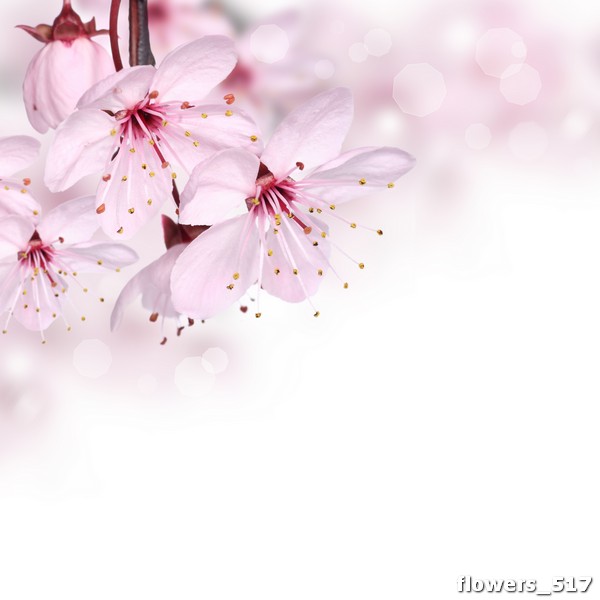 flowers_517