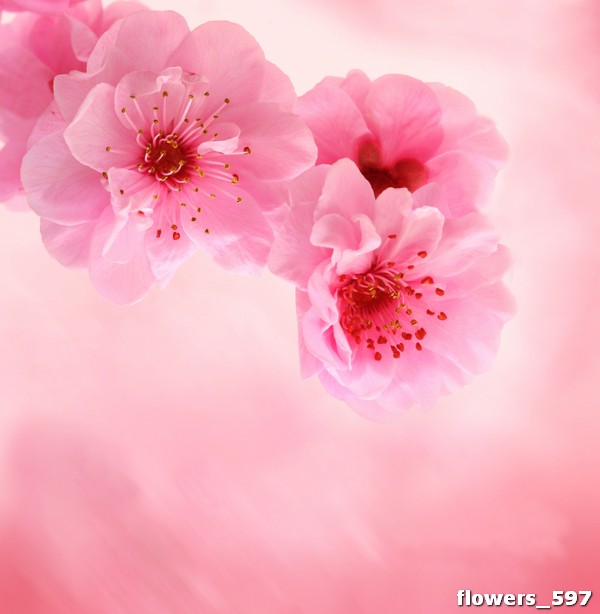 flowers_597