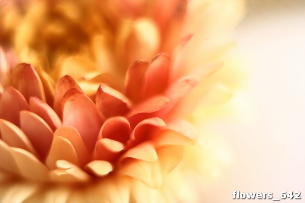 flowers_642
