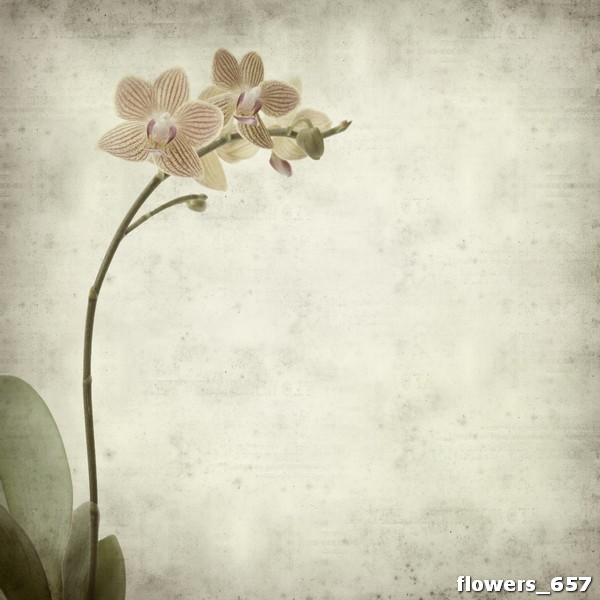 flowers_657