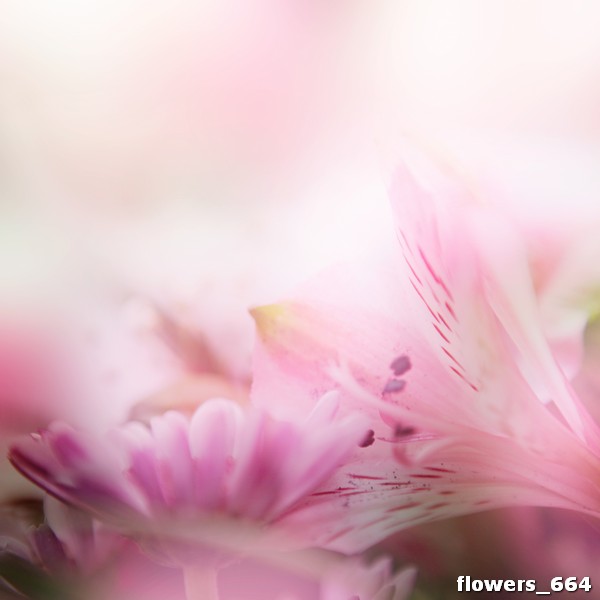 flowers_664