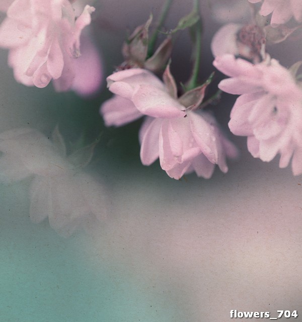 flowers_704