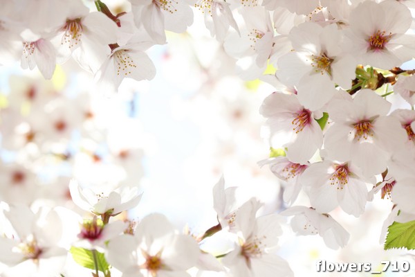 flowers_710