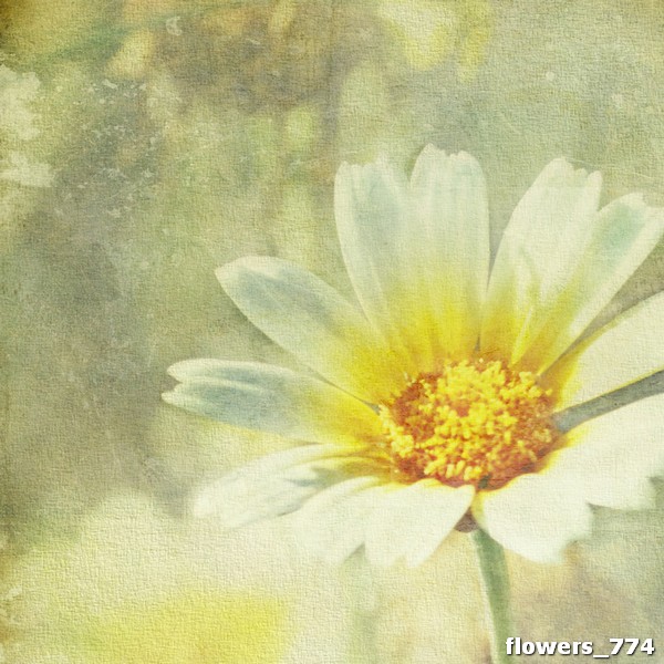 flowers_774