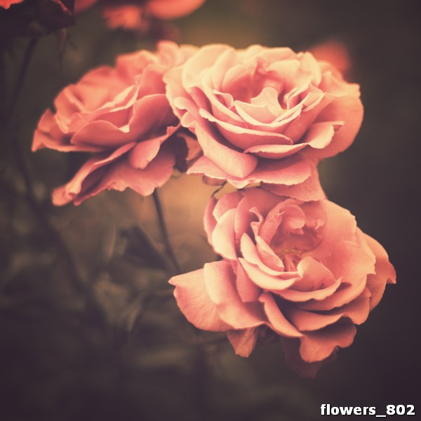 flowers_802