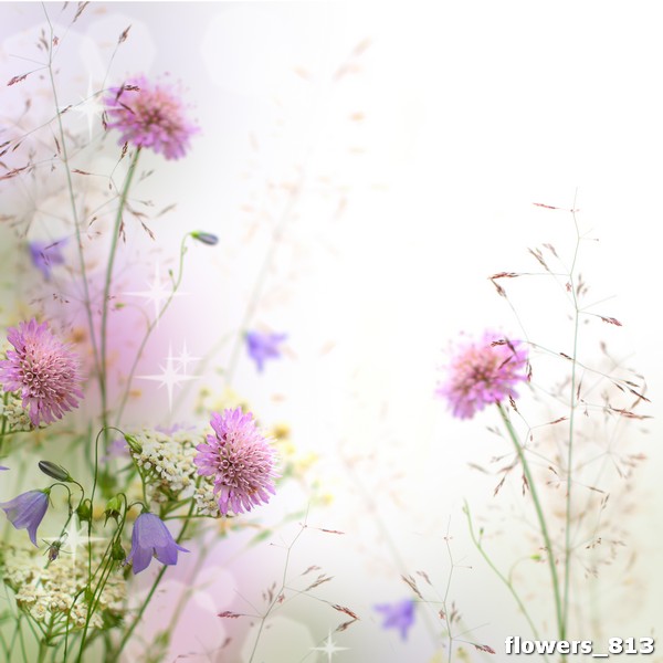 flowers_813