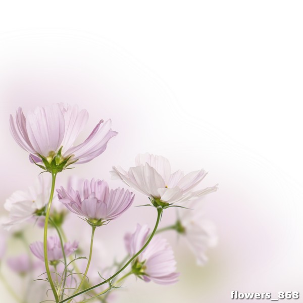 flowers_868