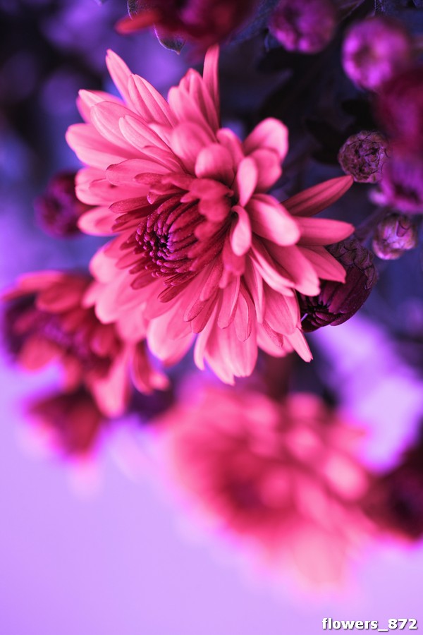 flowers_872