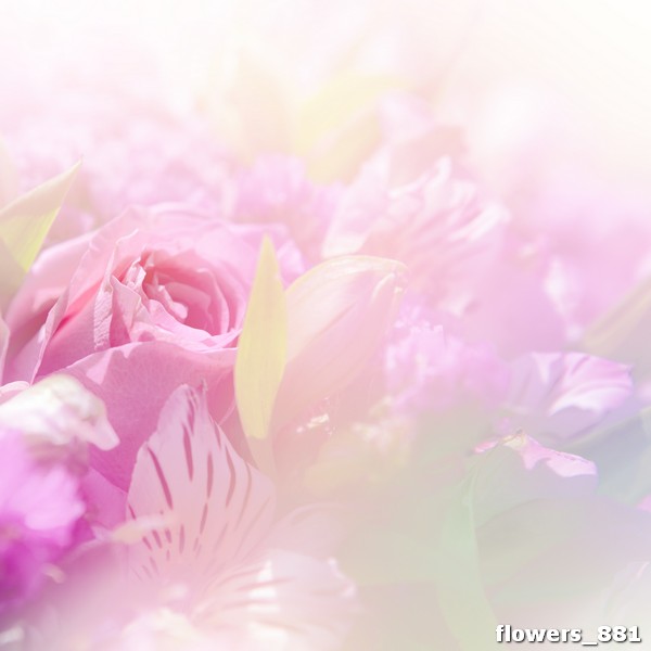 flowers_881