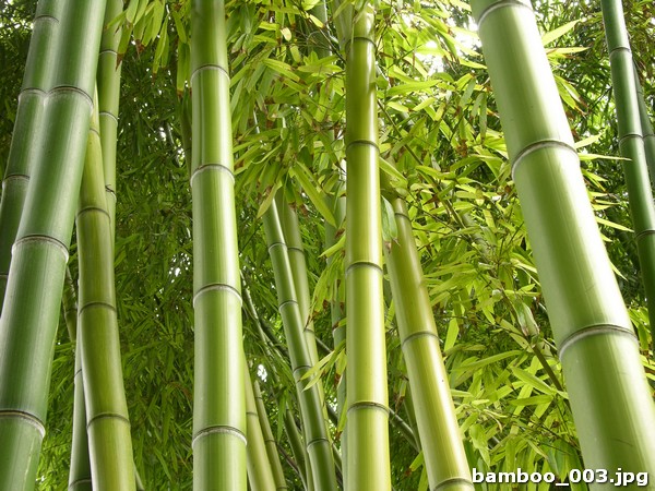 bamboo_003