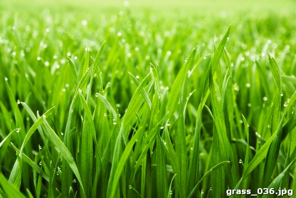 grass_036