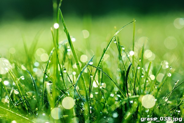 grass_038