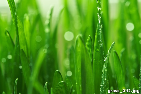 grass_042