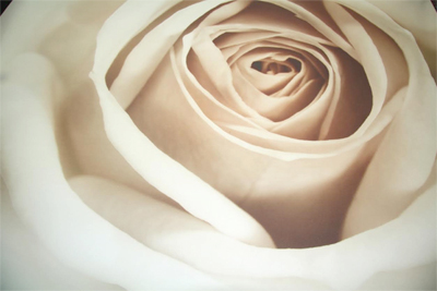 Натуральная фреска Paint "Роза"