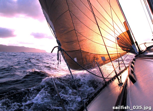 sailfish_035